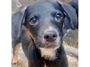 Cachorro raça SRD-ViraLata idade 2 a 6 meses nome Amélie bb2meses porte Pequeno mix salsicha 