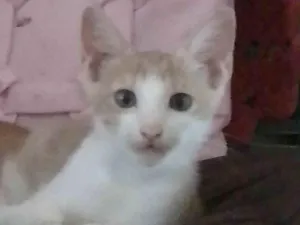Gato raça SRD-ViraLata idade Abaixo de 2 meses nome Lindinha e neguinho 