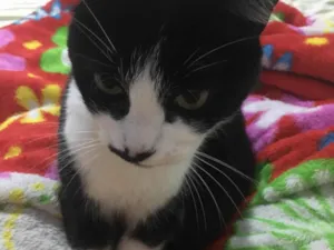Gato raça SRD-ViraLata idade 4 anos nome Minie