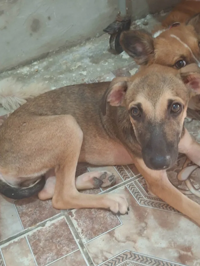 Cachorro ra a SRD-ViraLata idade Abaixo de 2 meses nome Mosquito