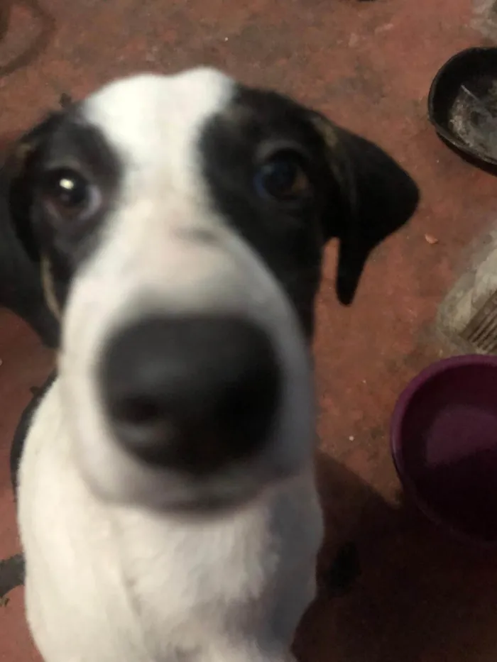 Cachorro ra a SRD-ViraLata idade Abaixo de 2 meses nome Ceará 