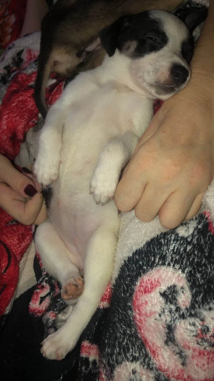 Cachorro ra a SRD-ViraLata idade Abaixo de 2 meses nome Ceará 
