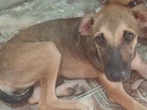 Cachorro raça SRD-ViraLata idade Abaixo de 2 meses nome Mosquito