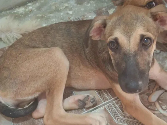 Cachorro ra a SRD-ViraLata idade Abaixo de 2 meses nome Mosquito