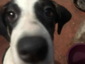 Cachorro raça SRD-ViraLata idade Abaixo de 2 meses nome Ceará 
