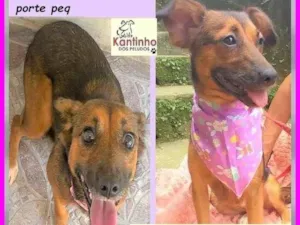 Cachorro raça SRD-ViraLata idade 2 anos nome Mocinha
