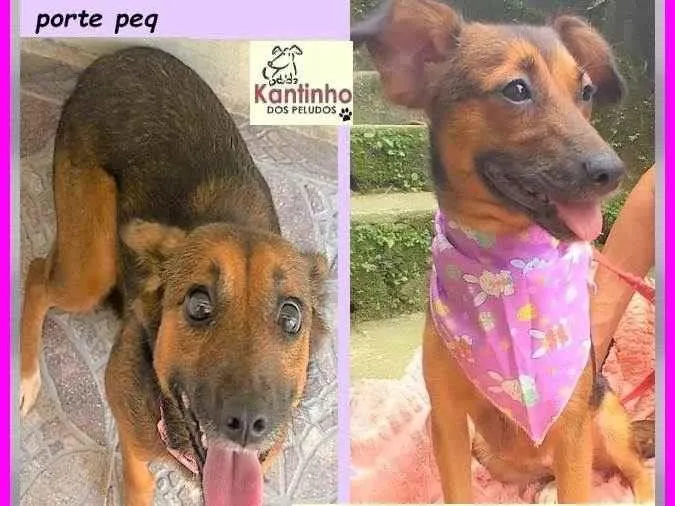 Cachorro ra a SRD-ViraLata idade 2 anos nome Mocinha