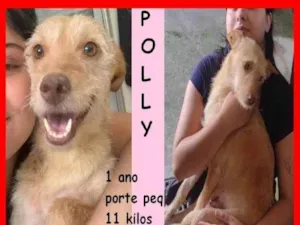 Cachorro raça SRD-ViraLata idade 1 ano nome Polly