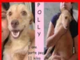 Polly