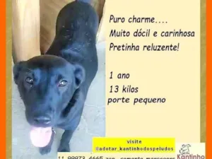Cachorro raça SRD-ViraLata idade 1 ano nome Maju