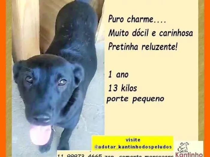 Cachorro ra a SRD-ViraLata idade 1 ano nome Maju