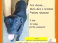 Maju