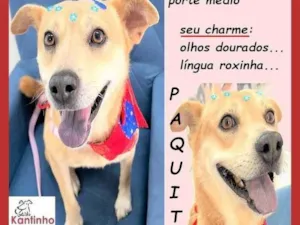 Cachorro raça SRD-ViraLata idade 3 anos nome Paquita