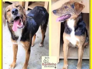 Cachorro raça SRD-ViraLata idade 2 anos nome Pintadinha