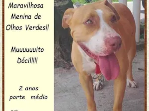 Cachorro raça SRD-ViraLata idade 2 anos nome Mel