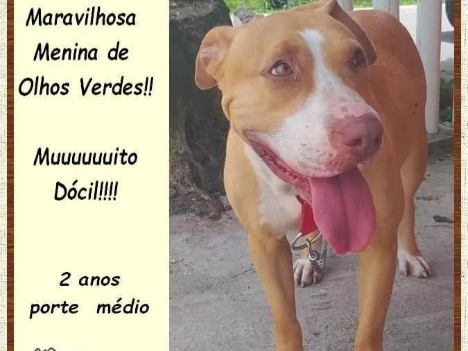 Cachorro ra a SRD-ViraLata idade 2 anos nome Mel
