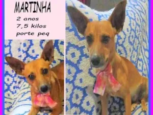 Cachorro raça SRD-ViraLata idade 2 anos nome Martinha