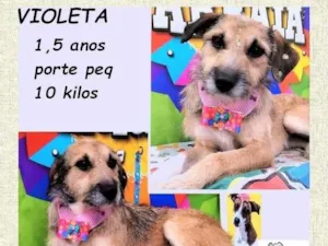 Cachorro raça SRD-ViraLata idade 1 ano nome Violeta