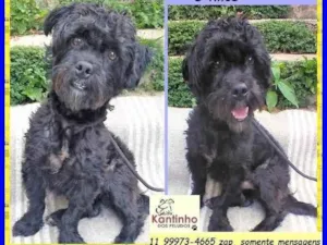 Cachorro raça SRD-ViraLata idade 2 anos nome Joaquim