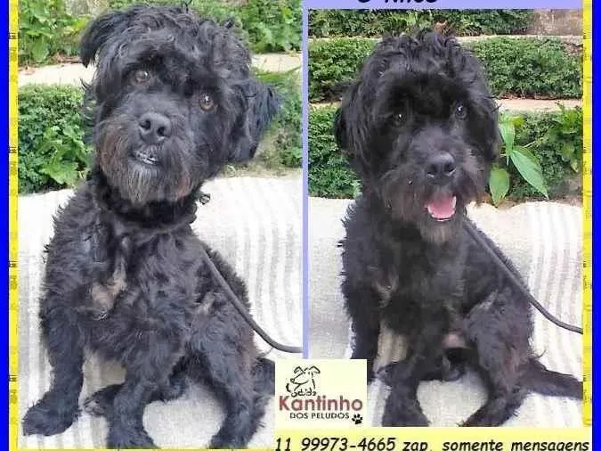 Cachorro ra a SRD-ViraLata idade 2 anos nome Joaquim