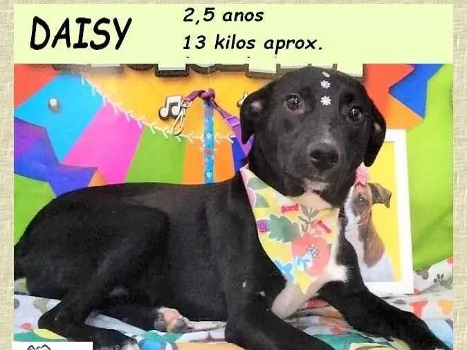 Cachorro ra a SRD-ViraLata idade 2 anos nome Daisy