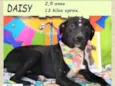 Daisy