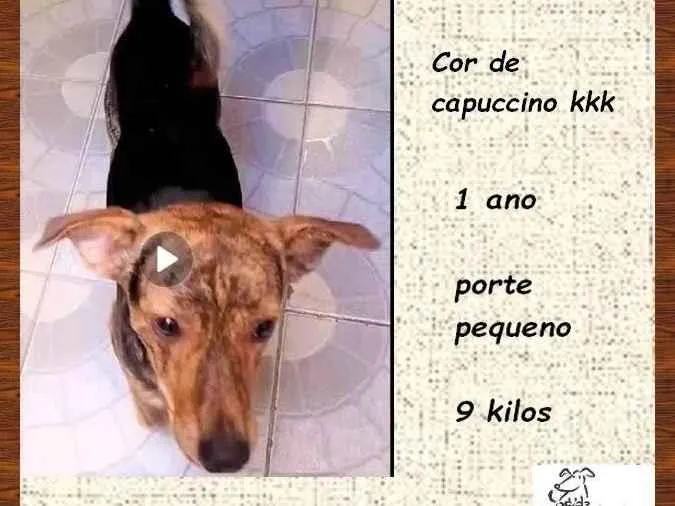 Cachorro ra a SRD-ViraLata idade 1 ano nome Binho