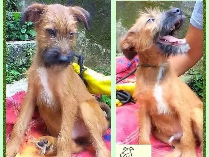 Cachorro ra a SRD-ViraLata idade 2 a 6 meses nome Zezinho
