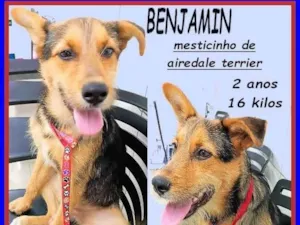 Cachorro raça SRD-ViraLata idade 2 anos nome Benjamin