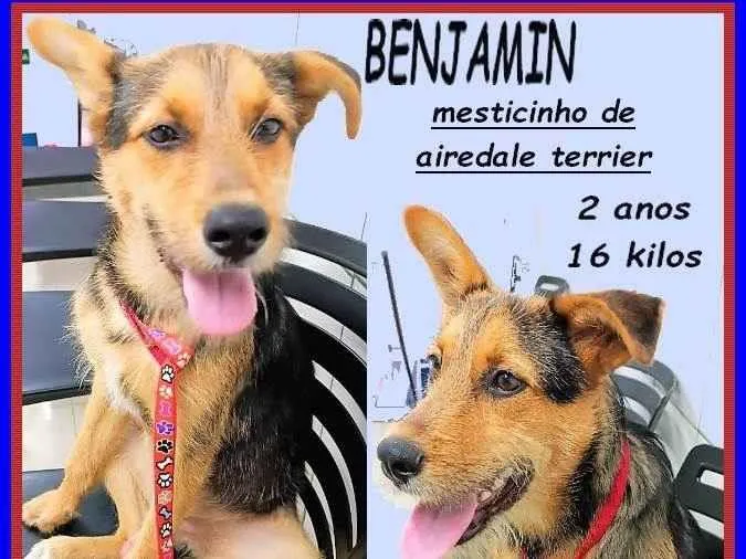Cachorro ra a SRD-ViraLata idade 2 anos nome Benjamin