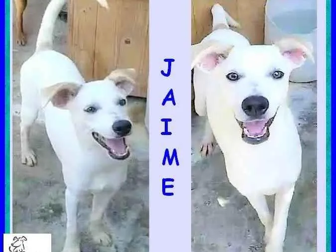 Cachorro ra a SRD-ViraLata idade 7 a 11 meses nome Jaime
