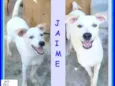 Jaime