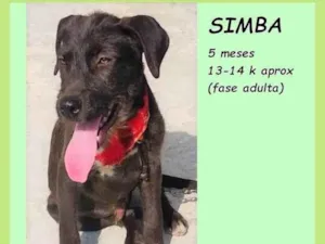 Cachorro raça SRD-ViraLata idade 2 a 6 meses nome Simba