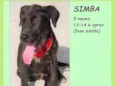 Simba