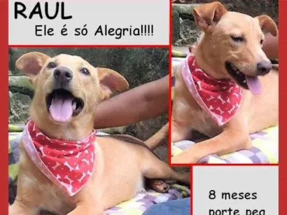 Cachorro raça SRD-ViraLata idade 7 a 11 meses nome Raul