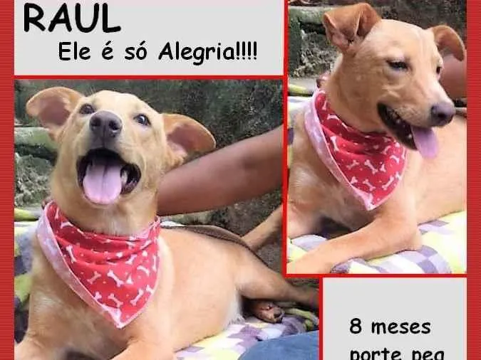 Cachorro ra a SRD-ViraLata idade 7 a 11 meses nome Raul