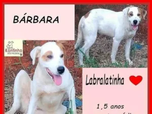 Cachorro raça SRD-ViraLata idade 1 ano nome Barbara