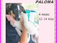 Paloma
