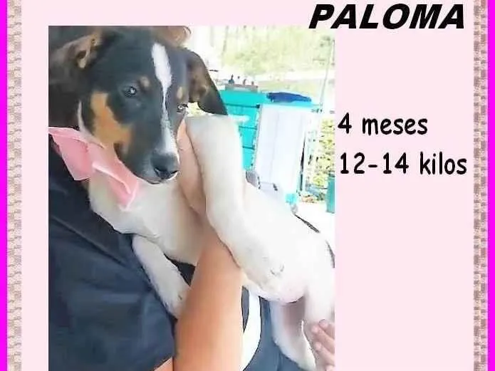 Cachorro ra a SRD-ViraLata idade 2 a 6 meses nome Paloma