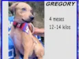 Gregory