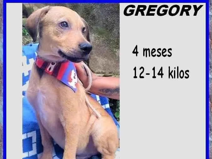 Cachorro ra a SRD-ViraLata idade 2 a 6 meses nome Gregory