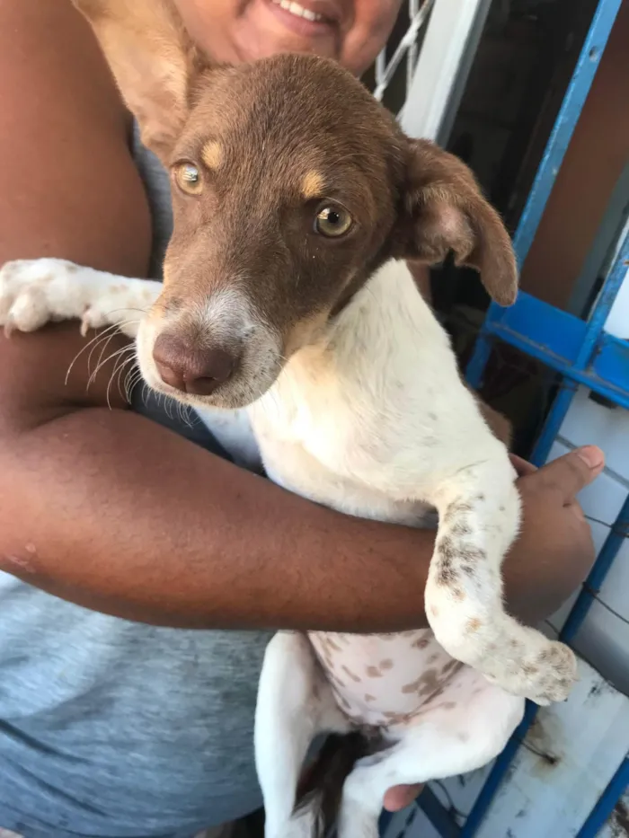 Cachorro ra a SRD-ViraLata idade 2 a 6 meses nome Sofia