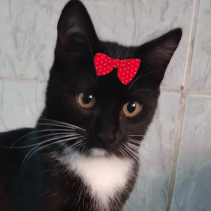 Gato ra a SRD-ViraLata idade 2 a 6 meses nome Nutella 