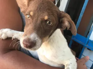 Cachorro raça SRD-ViraLata idade 2 a 6 meses nome Sofia