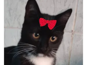 Gato raça SRD-ViraLata idade 2 a 6 meses nome Nutella 