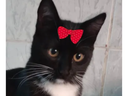 Gato raça SRD-ViraLata idade 2 a 6 meses nome Nutella 
