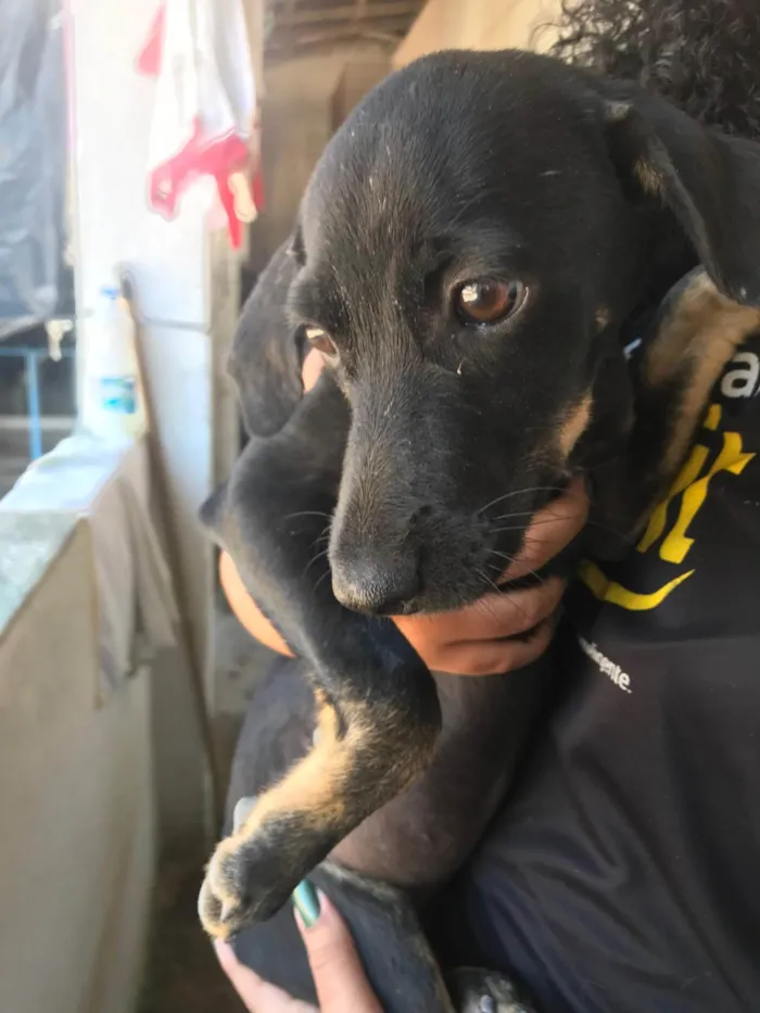 Cachorro ra a SRD-ViraLata idade 2 a 6 meses nome Penélope 