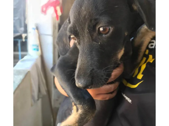 Cachorro ra a SRD-ViraLata idade 2 a 6 meses nome Penélope 