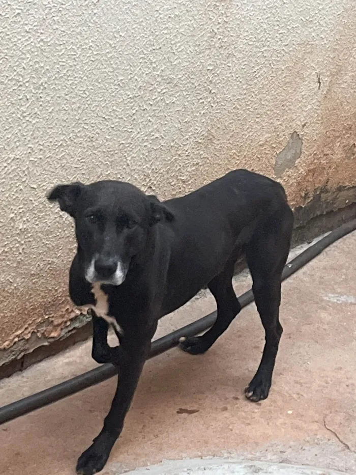 Cachorro ra a SRD-ViraLata idade 2 a 6 meses nome Eduarda