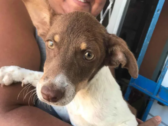 Cachorro ra a SRD-ViraLata idade 2 a 6 meses nome Sofia